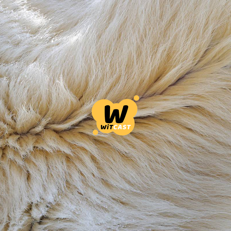 WiTcast 142 – อีก 7 ปีดาวเคราะห์น้อยจะชนโลกจริงหรือ / ข่าวสารพัดสัตว์ โบโนโบ บาบูน ม้า หมู หนู หมี เต่า แมงมุม ปลาแองเกลอร์ / ขนเซลล์สัตว์ไปเก็บบนดวงจันทร์