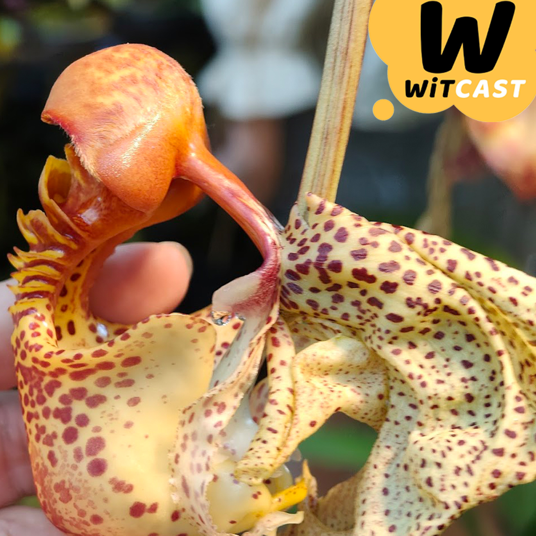 WiTcast 154 – อัพเดตชีวิต / กล้วยไม้เบร้อกับผึ้งนักปรุงน้ำหอม / ลิเทียมกับอัลไซเมอร์ / WiT Quiz
